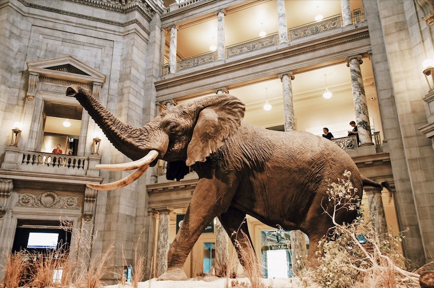 Elephant at the American Museum of Natural History in New York