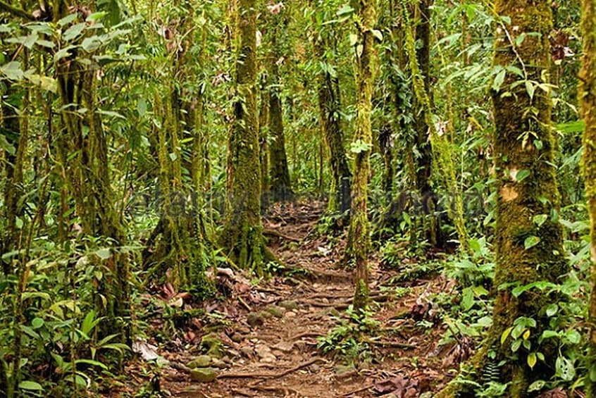 Rio Celeste Hiking, Sloth & Llanos de Cortez Waterfall Tour