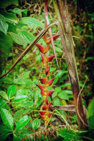 Rio Celeste Hiking, Sloth & Llanos de Cortez Waterfall Tour