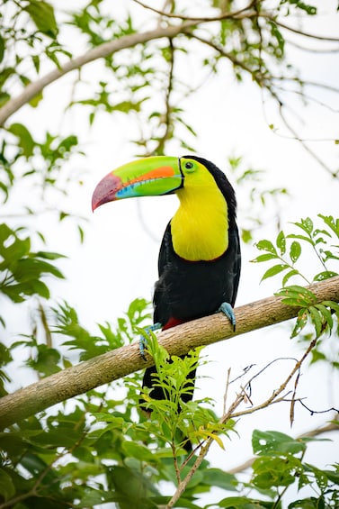 Rio Celeste Hiking, Sloth & Llanos de Cortez Waterfall Tour