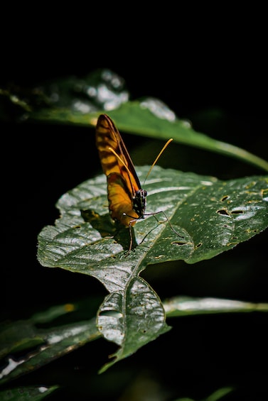 Rio Celeste Hiking, Sloth & Llanos de Cortez Waterfall Tour