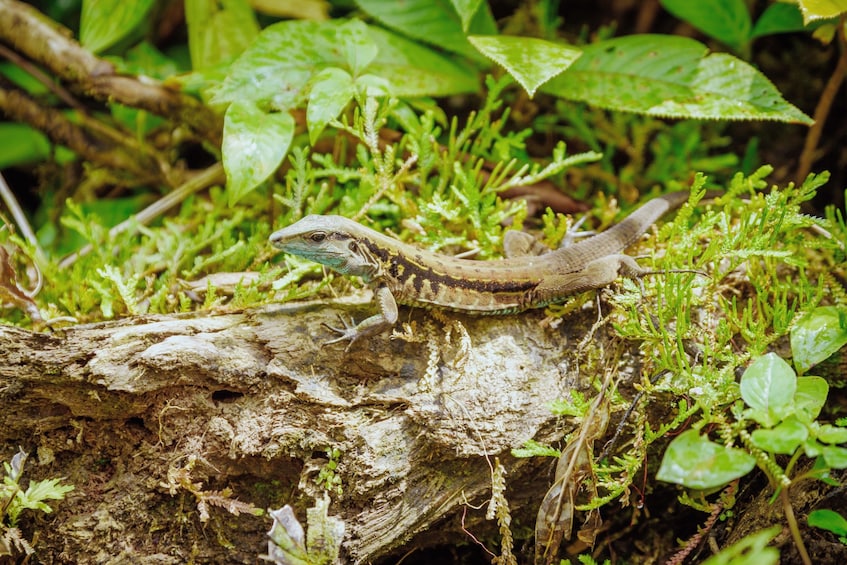 Rio Celeste Hiking, Sloth & Llanos de Cortez Waterfall Tour