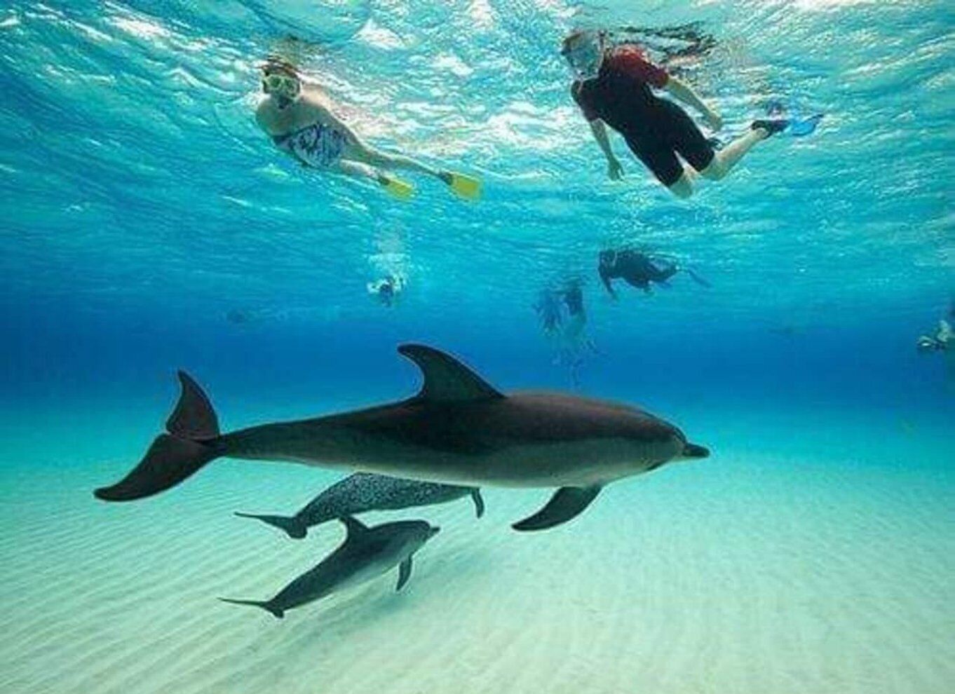 Mnemba dolphin and Swim With Turtle in Nungwi