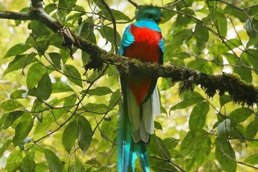 El Quetzal Birdwatching Tour from Guatemala City - Guatemala´s National Bird