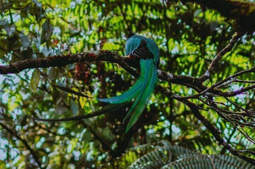 El Quetzal Birdwatching Tour from Guatemala City - Guatemala´s National Bird