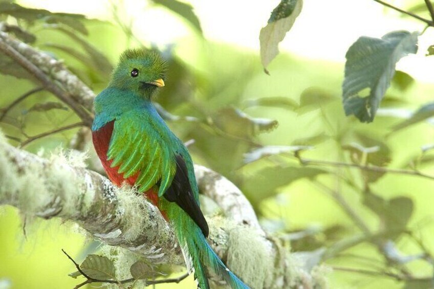 El Quetzal Birdwatching Tour from Guatemala City - Guatemala´s National Bird