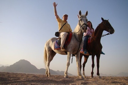 Bedouin Night Dinner, Egyptian Show, and Horse Ride tour 2 Hours-Sharm El S...