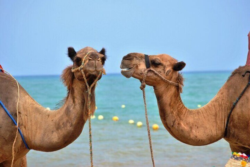 Blue Hole Canyon and ATV Quad By Bus with Camel Ride, BBQ Lunch -Sharm El Sheikh