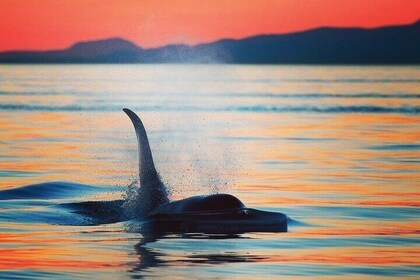 Sunset Whale and Wildlife Adventure in Cowichan Bay