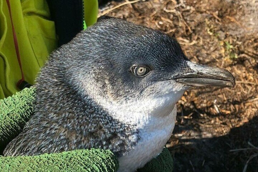 Visit the Little Penguin colony