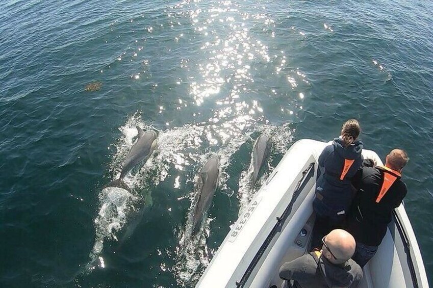 Dolphins on the bow