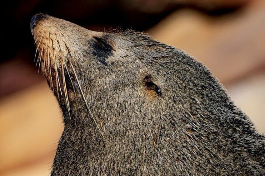 Long Nosed Fur Seal
