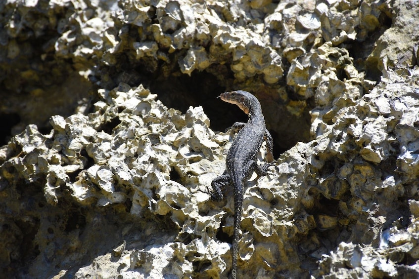 Lizards on the rocks on Hong Island