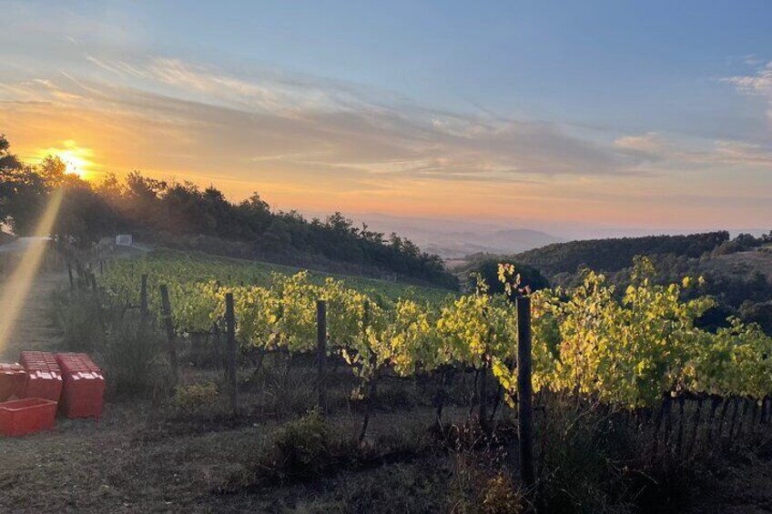 Come try our Torre Bisenzio Organic Wines, in the luxury of our new tasting room