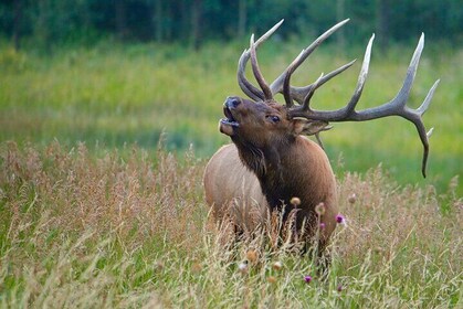 Half-Day Rocky Mountain National Park "Lake and Meadows Tour"