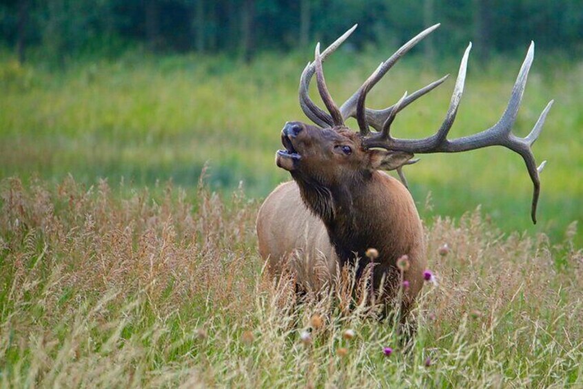 Half-Day Rocky Mountain National Park "Lake and Meadows Tour" - RMNPhotographer