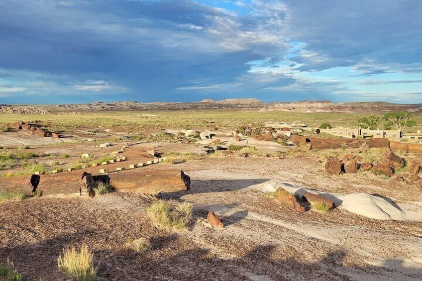 Petrified Wood scattered across the landscape.