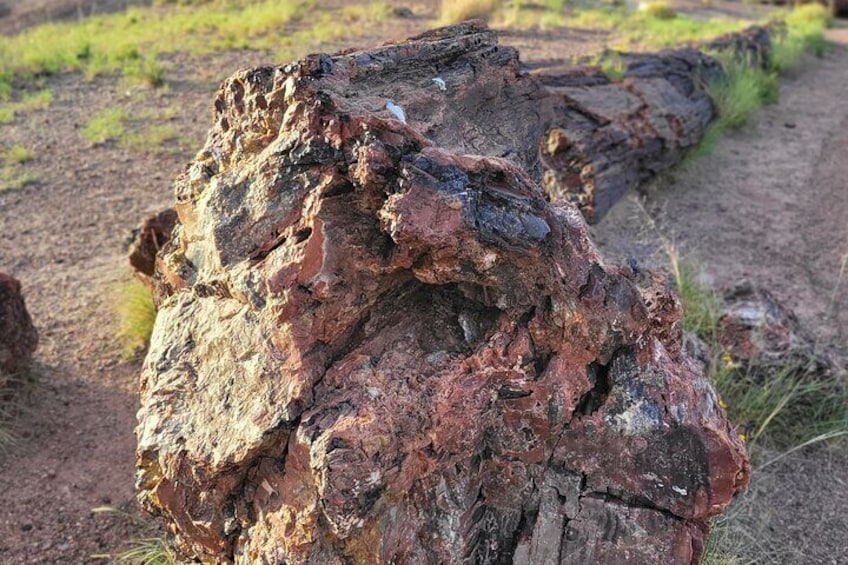 Petrified Forest Ultimate Adventure Private Tour in Arizona