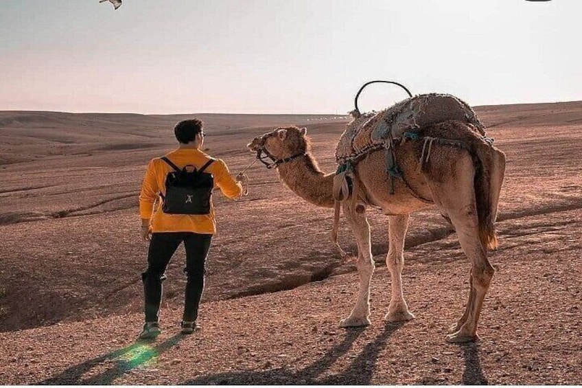 Sunset & Dinner in Desert Agafay Marrakech with Camels