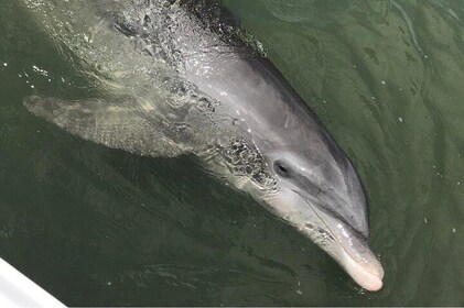 Dolphin tour Hilton Head Island SC