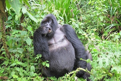 5-Day Safari Experience with Gorilla Trekking