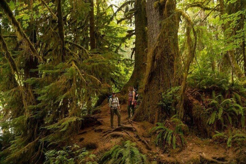Full-Day Private Tour and Hike in Olympic National Park (West Peninsula)
