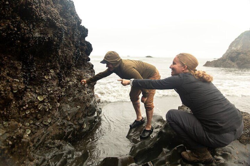 Full-Day Private Tour and Hike in Olympic National Park (West Peninsula)
