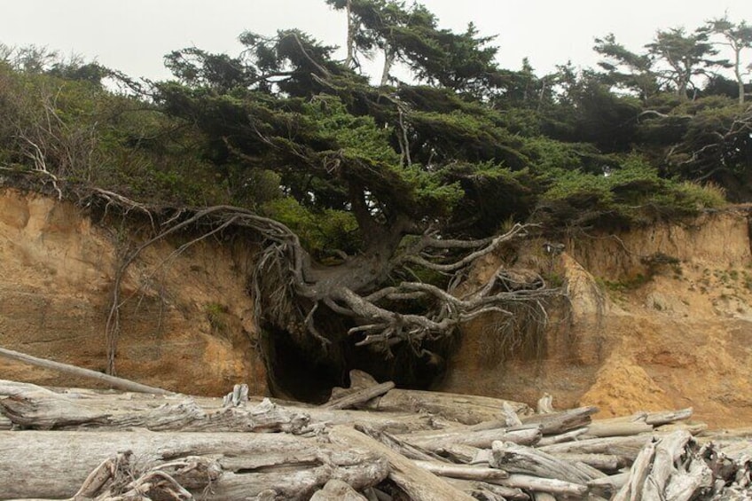 Full-Day Private Tour and Hike in Olympic National Park (West Peninsula)