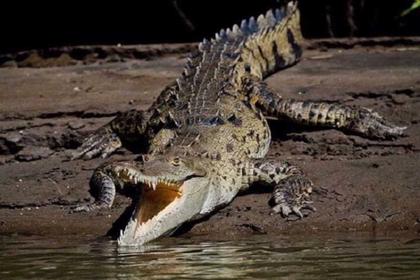 Close-up of a Crocodile in Palo verde

