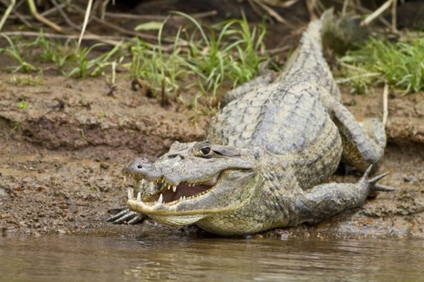 Crocodile in Palo verde

