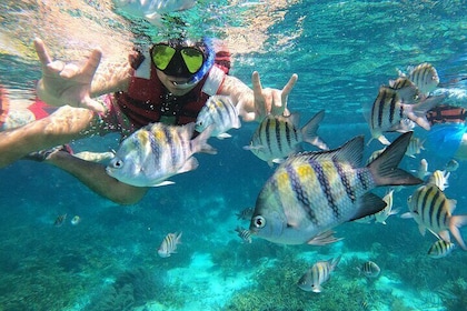 Tour semiprivado VIP de 3 horas Experiencia completa de snorkel en Isla Muj...