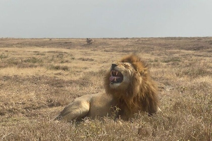 Private 4 Days Safari- Tarangire, Ngorongoro & Serengeti