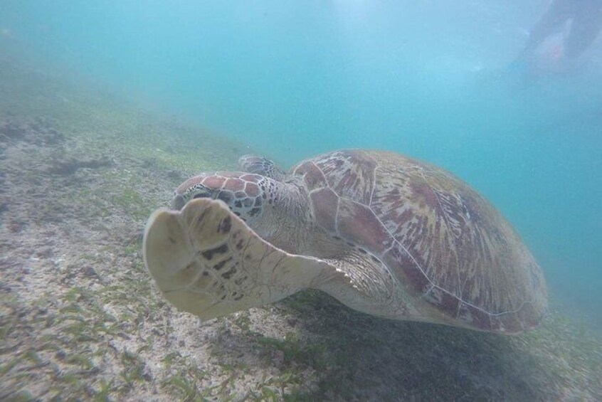 Snorkeling Safari in Mirissa