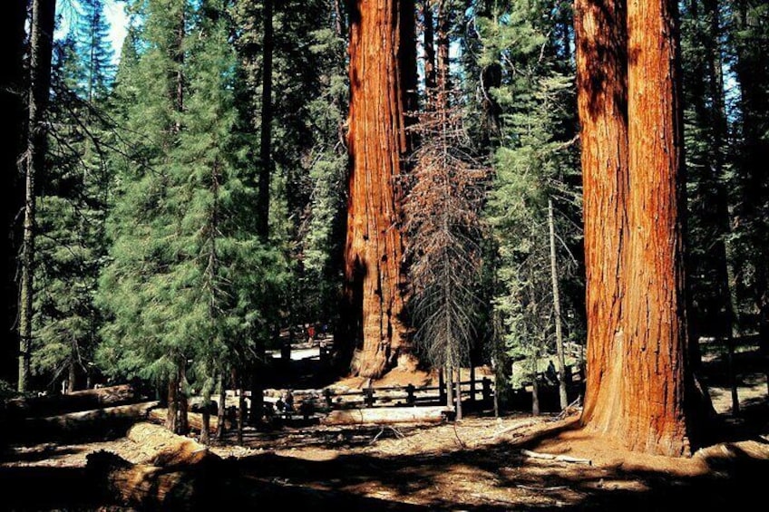 Full-Day Private Tour and Hike in Sequoia and Kings Canyon National Parks 