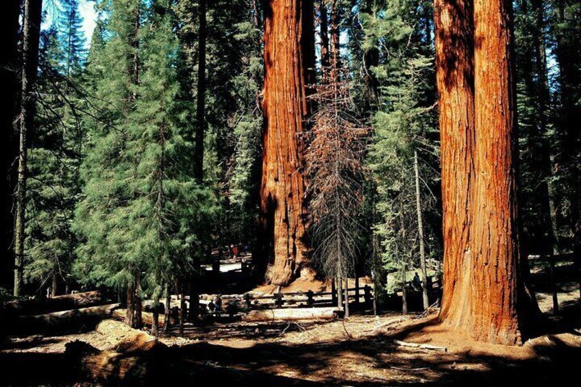 Full-Day Private Tour and Hike in Sequoia and Kings Canyon National Parks