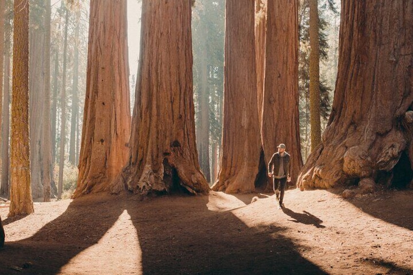 Full-Day Private Tour and Hike in Sequoia and Kings Canyon National Parks 