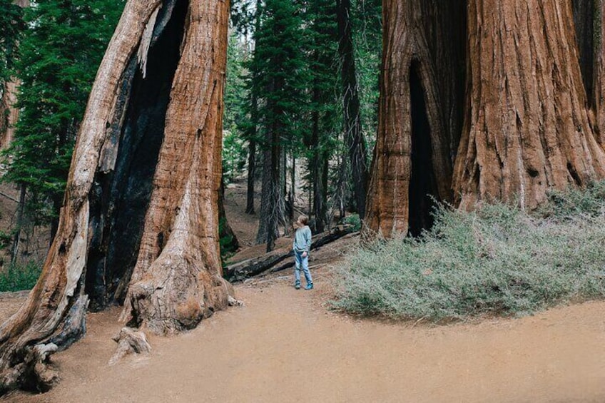 Full-Day Private Tour and Hike in Sequoia and Kings Canyon National Parks
