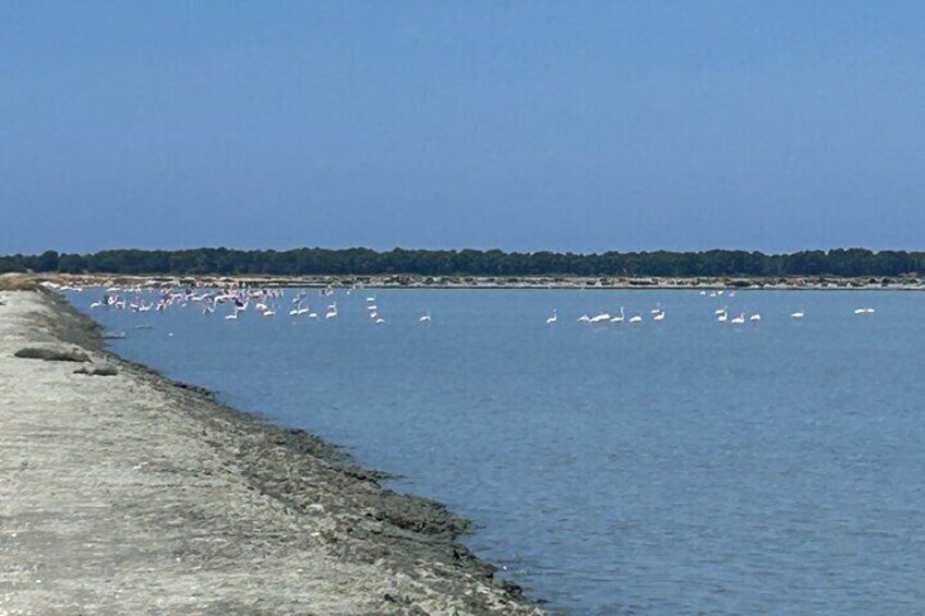 Birdwatching in Narta lagoon