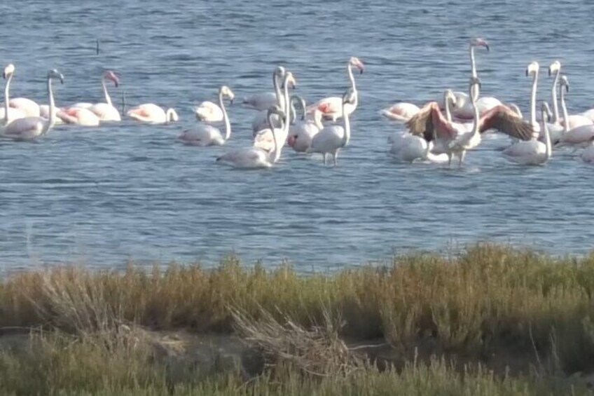 Flamingos in Narta Lagoon