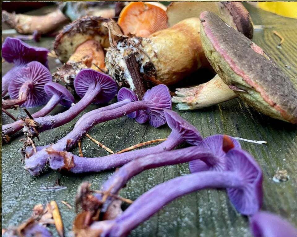 Picture 4 for Activity Leipzig: Mushroom Hike
