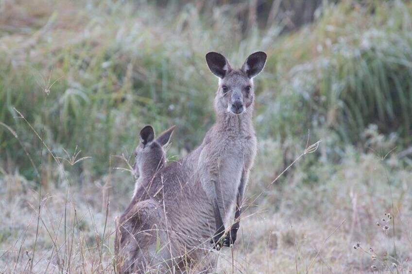 Mum with joey