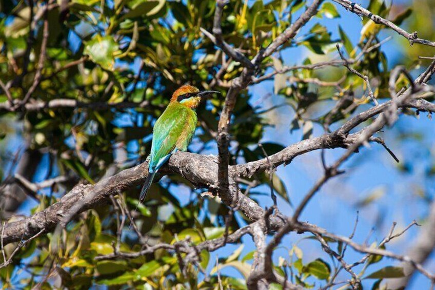 Rainbow Bee eater