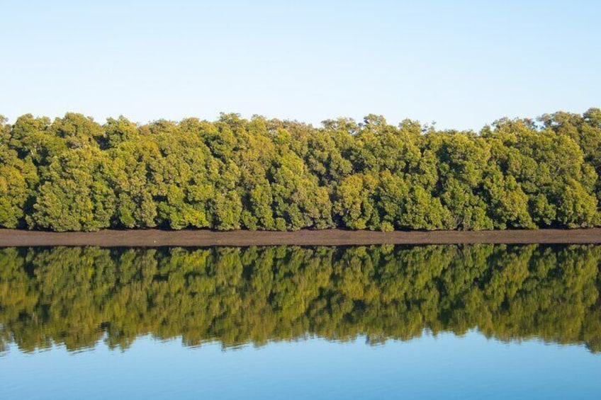 Mangroves