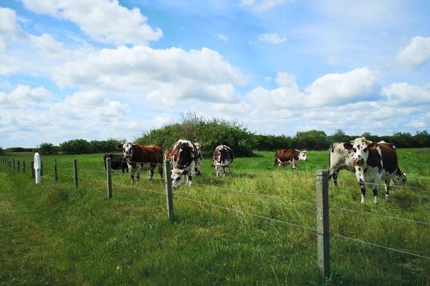 Private Day Tour including Normandy Landing Beaches & Battlefields from Caen