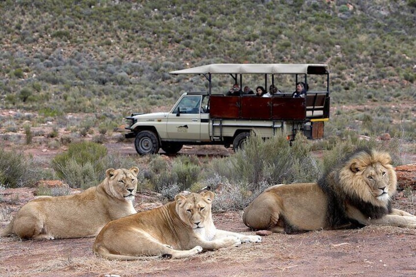 4-Days Private Cape Town Highlights Tours and Overnight Big 5 Safari At Aquila