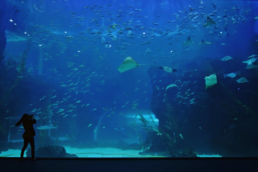 正在顯示第 5 張相片,共 10 張。 Large aquarium in South Korea