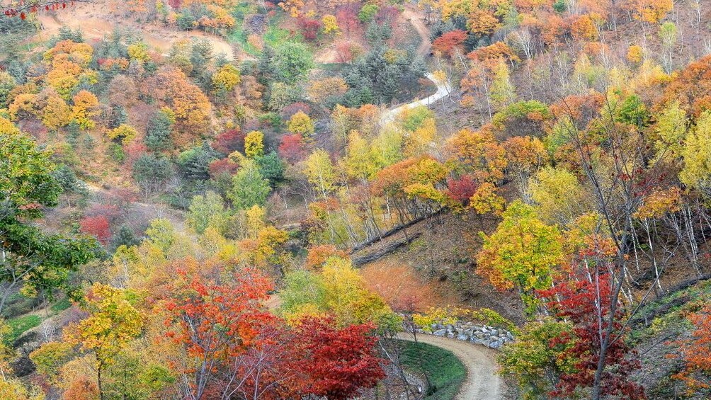 正在顯示第 2 張相片,共 8 張。 Winding road surrounding by colorful fall foliage in Gyeonggi-do
