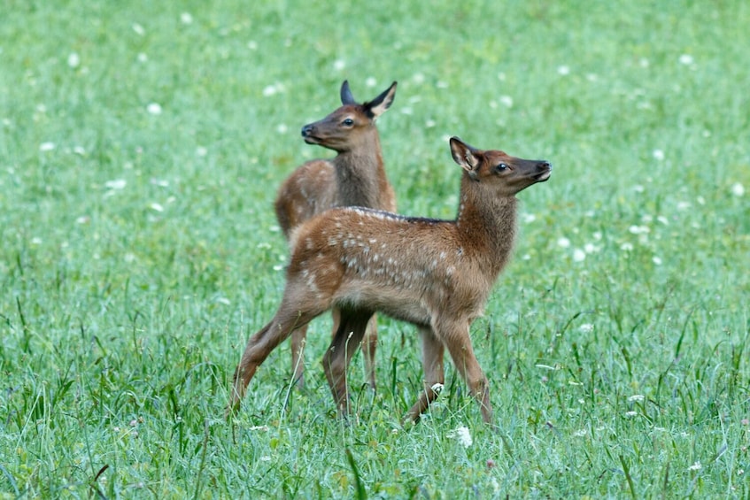 Cades Cove Driving Tour: Self-Guided