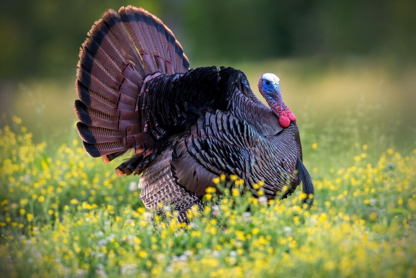 Cades Cove Driving Tour: Self-Guided