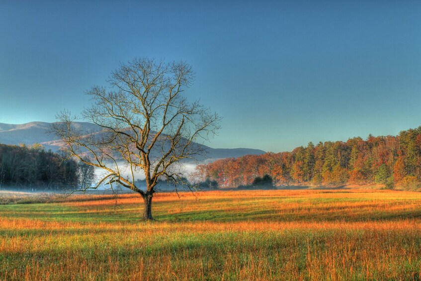 Cades Cove Driving Tour: Self-Guided